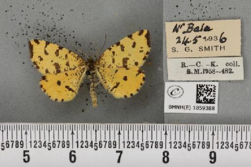 Pseudopanthera macularia ab. parvipunctaria Cockayne, 1950 - BMNHE_1859388_429744
