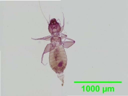 Liposcelis pubescens Broadhead & Richards, 1947 - 010150929__2016_03_17_s1