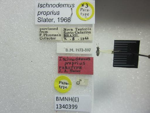 Ischnodemus proprius Slater, 1966 - Ischnodemus proprius-BMNH(E)1340399-Paratype male dorsal & labels