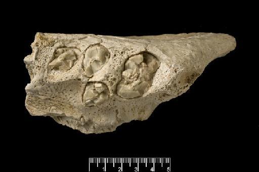 Megistotherium osteothlastes Savage, 1973 - M26517