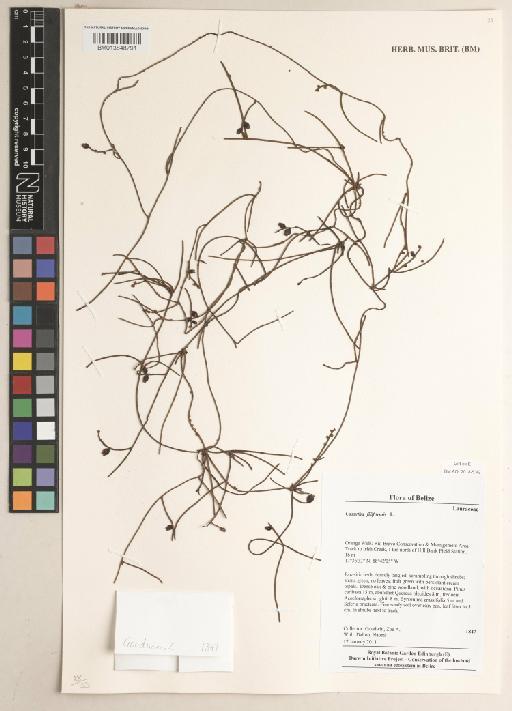 Cassytha filiformis L. - 013848791