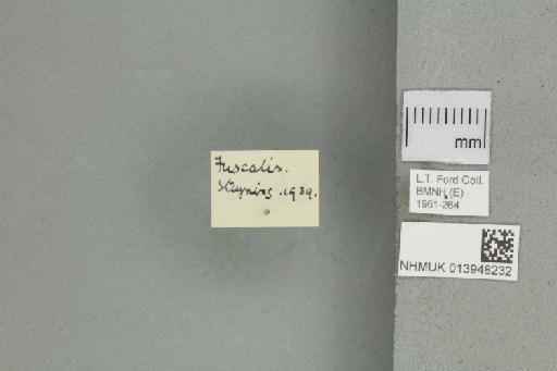 Anania fuscalis (Denis & Schiffermüller, 1775) - 013948232_additional