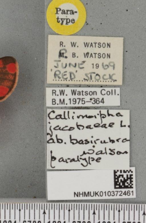 Tyria jacobaeae Watson, 1972 - NHMUK_010372461_label_513135
