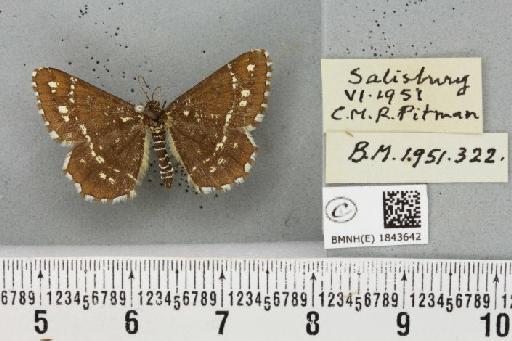 Chiasmia clathrata clathrata ab. alboguttata Fettig, 1889 - BMNHE_1843642_424053