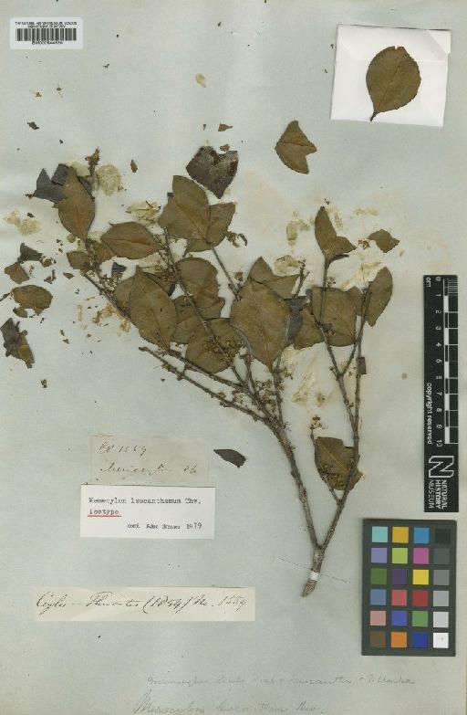 Memecylon leucanthemum Thwaites - BM000944520