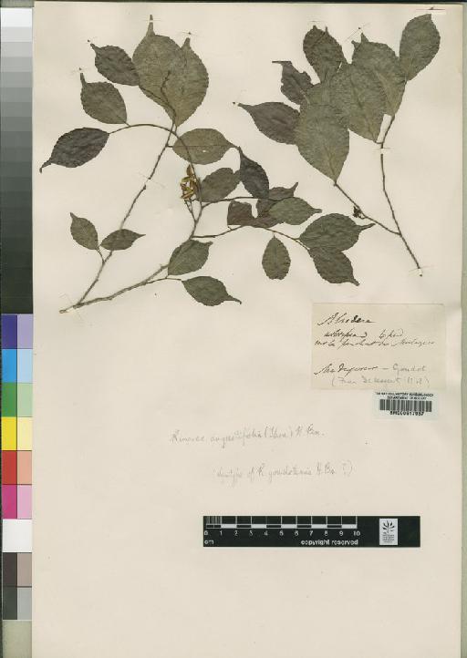 Rinorea angustifolia (Thouars) Baill - BM000617987