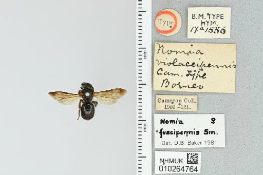 Nomia (Maculonomia) violaceipennis Cameron, 1903 - 010264764_838384_-