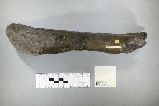 Scelidosaurus harrisoni Owen, 1861 - 010027355_L010093596_(1)