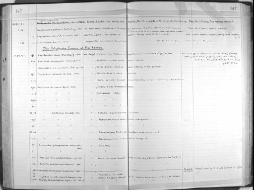 Lysidice ninetta Audouin and Milne-Edwards,  1833 - Zoology Accessions Register: Annelida: 1936 - 1970: page 147