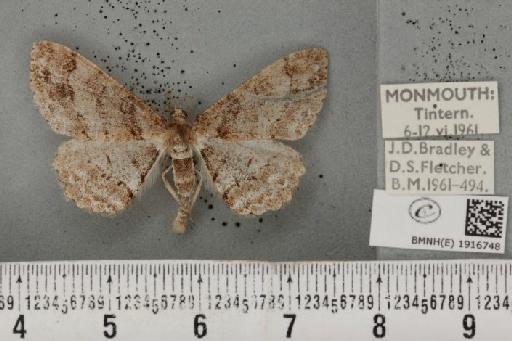 Ectropis crepuscularia (Denis & Schiffermüller, 1775) - BMNHE_1916748_483515