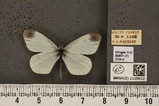 Leptidea sinapis sinapis Linnaeus, 1758 - BMNHE_1119653_74456