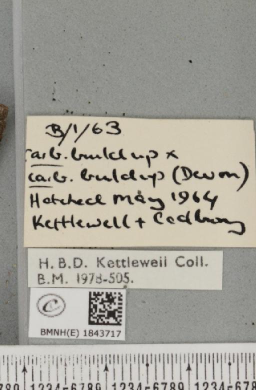 Biston betularia (Linnaeus, 1758) - BMNHE_1843717_label_412566