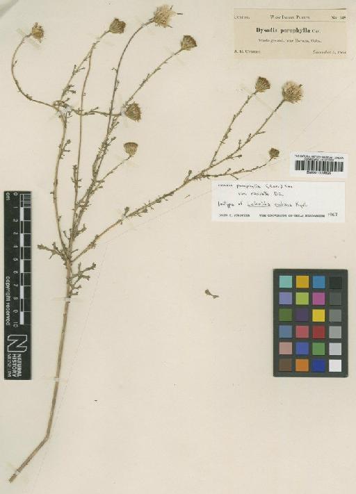 Dyssodia porophyllum (Cav.) Cav. - BM001009825