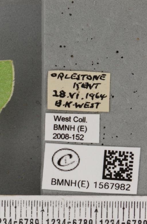 Bena bicolorana (Fuessly, 1775) - BMNHE_1567982_label_293427
