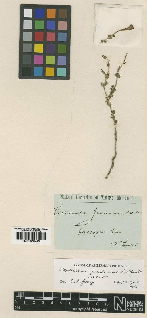 Verticordia jamiesonii F.Muell. - BM000798485