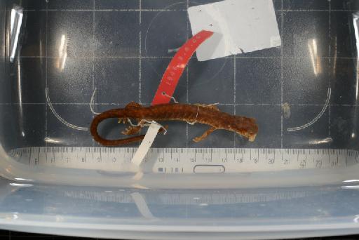 Pseudoeurycea gadovii - Image of specimen 1946.9.6.44