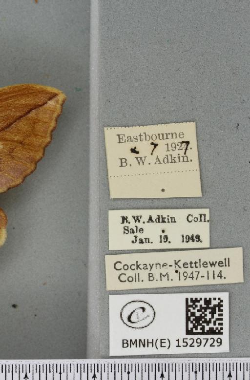 Euthrix potatoria ab. extrema Tutt, 1902 - BMNHE_1529729_label_197218
