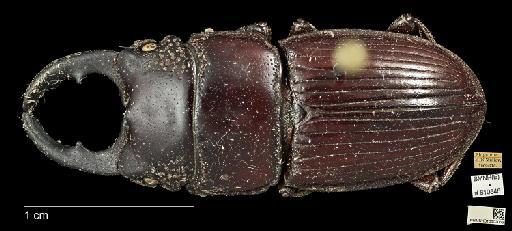 Aegus chelifer MacLeay, W. S., 1819 - 010602056_AEGUS_CHELIFER_Non-Type