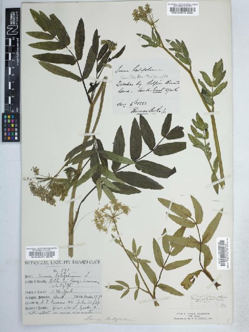 Sium latifolium L. - BM000599076