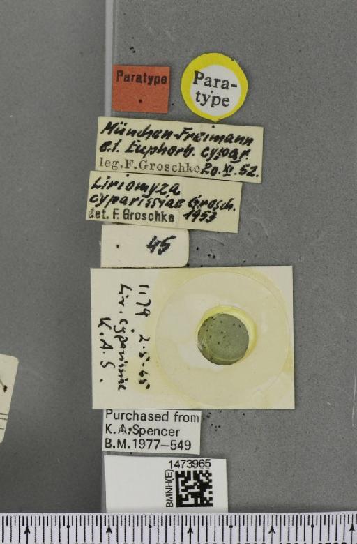 Liriomyza balcanica (Strobl, 1900) - BMNHE_1473965_label_49105