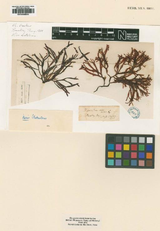 Mastocarpus stellatus (Stackh.) Guiry - BM000905993