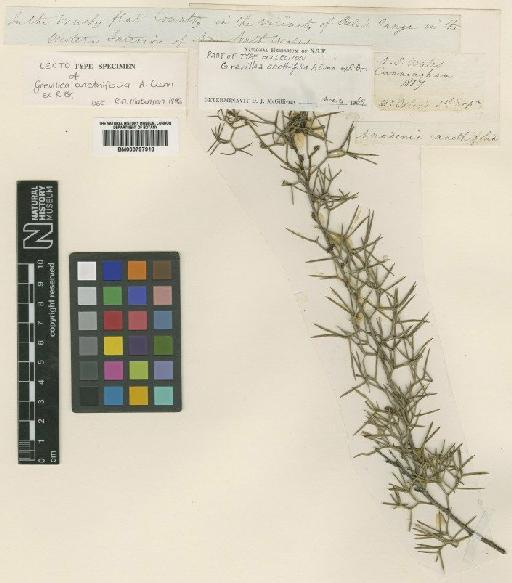 Grevillea anethifolia R.Br. - BM000797918 (2)