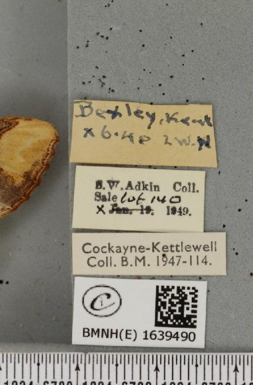 Phalera bucephala ab. tenebricosa Stertz, 1912 - BMNHE_1639490_label_208705