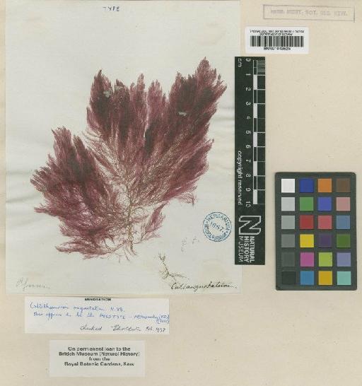 Spongoclonium angustatum (Hook.f. & Harv.) De Toni - BM001043825