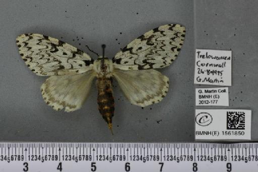 Lymantria monacha (Linnaeus, 1758) - BMNHE_1561850_a_251548