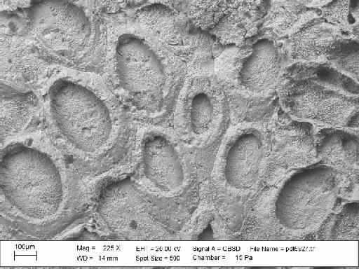 Charixa sexspinata Martha et al., 2019 - PI BZ 7866 - Charixa sexspinata