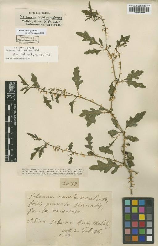 Solanum capense L. - BM000942583