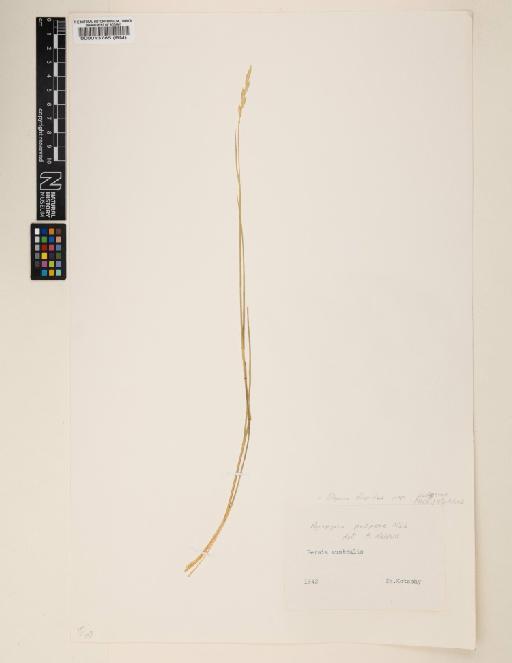Elymus hispidus subsp. podperae (Nábělek) Melderis - 000013785