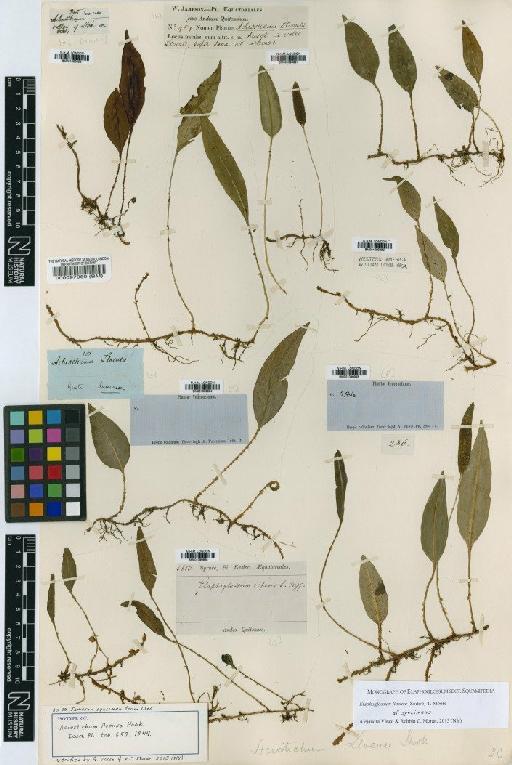 Elaphoglossum lloense (Hook.) T.Moore - BM000097960
