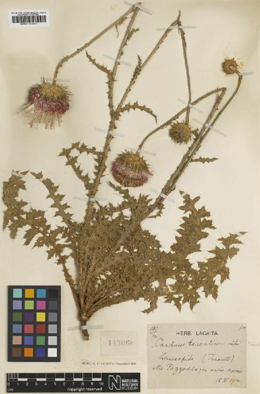 Carduus micropterus subsp. perspinosus (Fiori) Kazmi - BM001043011