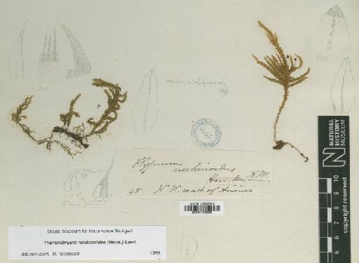 Thamnobryum neckeroides (Hook.) E.Lawton - BM001108295