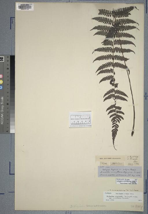 Diplazium caracasanum (Willd.) T.Moore - Spruce - BM000777185