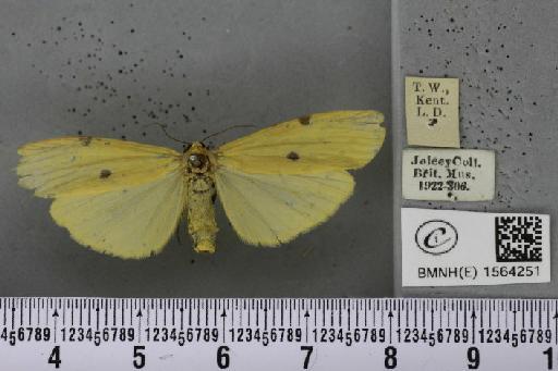 Lithosia quadra (Linnaeus, 1758) - BMNHE_1564251_285685