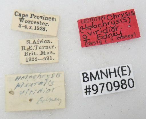 Chrysis viridior Edney, 1952 - Chrysis_viridior-BMNH(E)#970980_type-labels