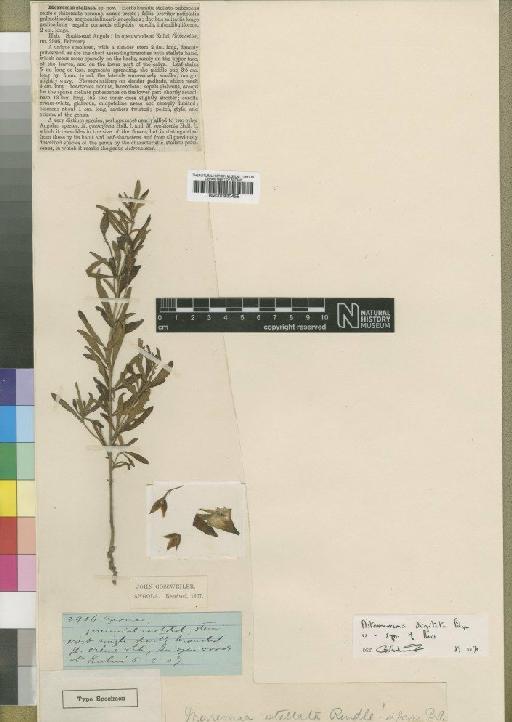 Merremia stellata Rendle - BM000930455