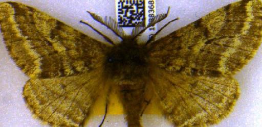 Lycia hirtaria (Clerck, 1759) - BMNH(E)_1888368