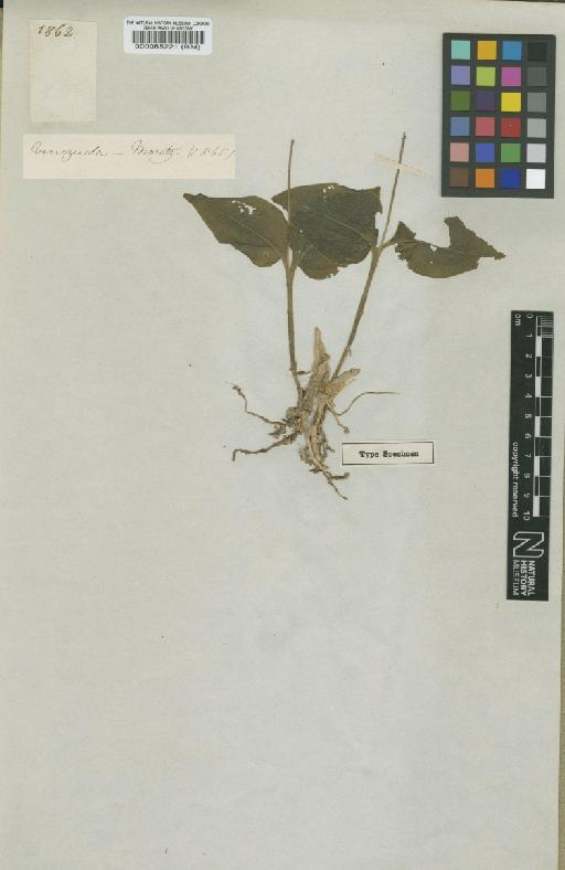 Malaxis moritzii (Ridl.) Kuntze - BM000088221