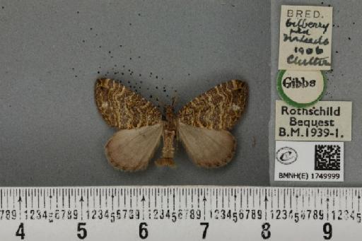 Hydriomena furcata ab. multilineata Nordström, 1935 - BMNHE_1749999_327791