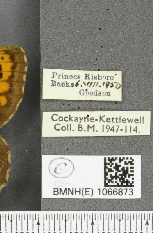 Lasiommata megera ab. biocellata Lempke, 1947 - BMNHE_1066873_label_28580
