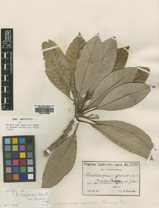 Elaeocarpus ngoyensis R.Knuth - BM000795388