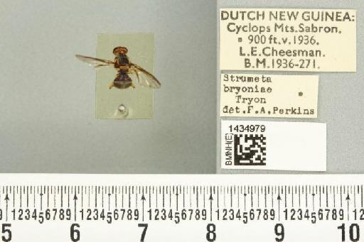 Bactrocera (Bactrocera) bryoniae (Tryon, 1927) - BMNHE_1434979_28445