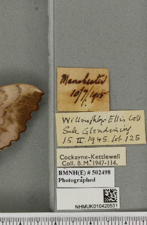 Laothoe populi ab. pallida-fasciata Gillmer, 1904 - NHMUK_010420531_label_526707