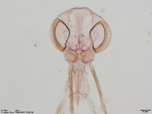 Lutzomyia (Micropygomyia) cubensis Fairchild & Trapido, 1950 - Lutzomyia_cubensis-BMNH(E)1722042_PT-male_head-10x.tif