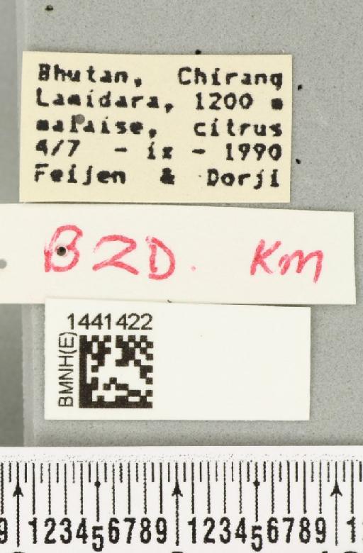 Bactrocera (Zeugodacus) yoshimotoi (Hardy, 1973) - BMNHE_1441422_label_36461