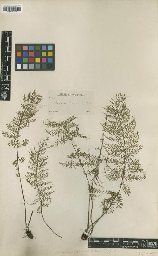 Loxoscaphe novoguineense (Rosenst.) C.Chr. - BM001045308