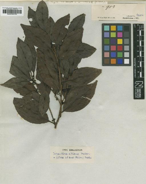 Litsea vitiensis (Meisn.) Drake - BM000990169